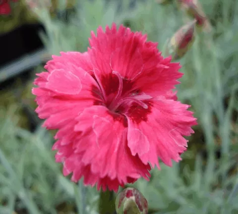Dianthus (P) 'Munot'