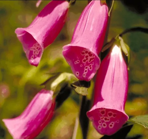 Digitalis purpurea