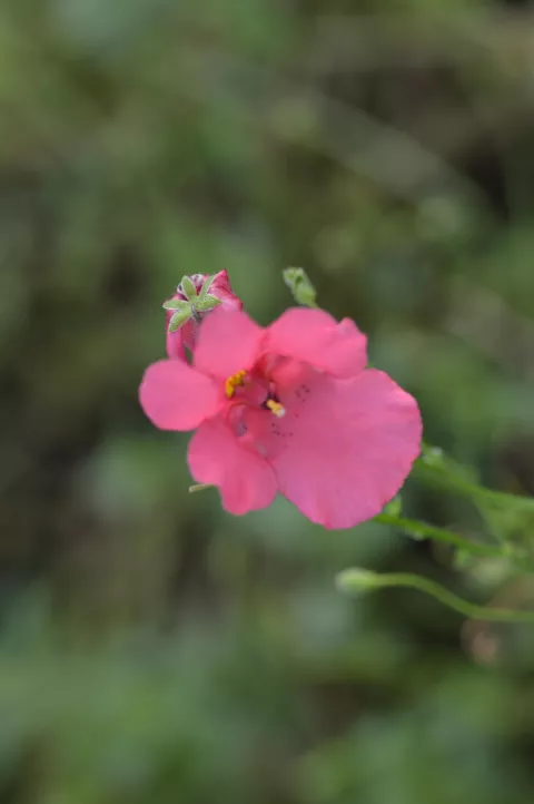 Diascia 'Ruby Field'