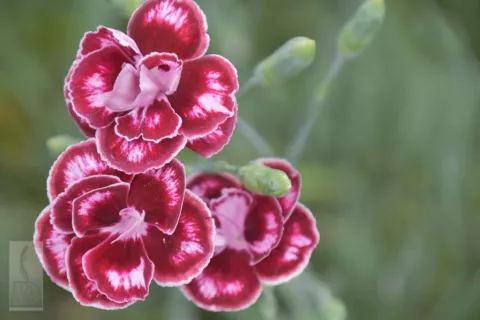Dianthus allwoodii 'Romeo'