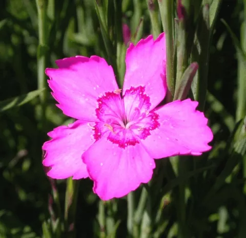 Dianthus delt. 'Rosea'