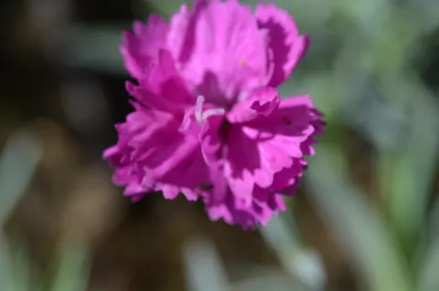 Dianthus (P) 'Warden Hybrid'