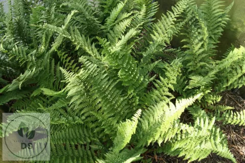 Dryopteris f.-m. 'Barnesii'