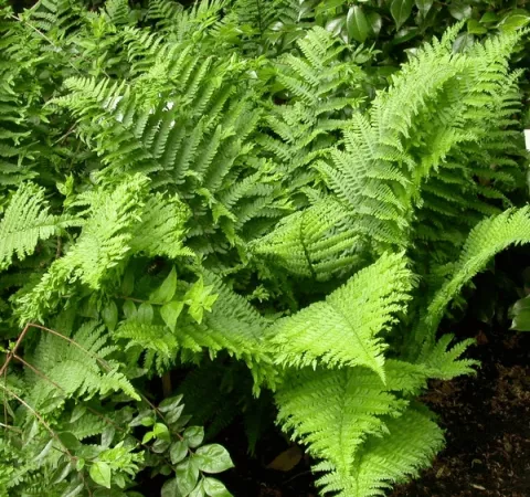 Dryopteris f.-m. 'Crispa Cristata'