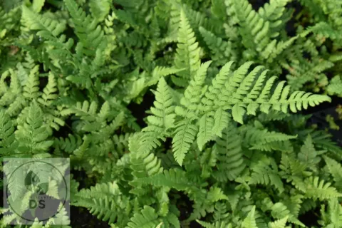 Dryopteris championi
