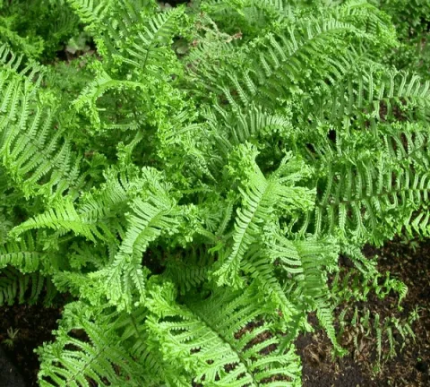 Dryopteris affinis 'Cristata' (The King)
