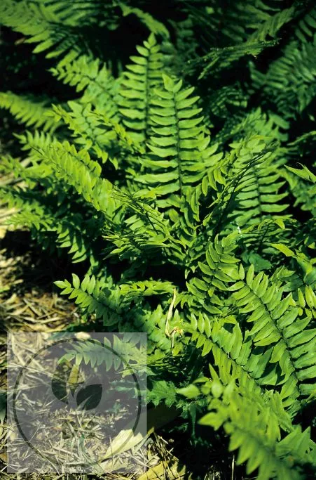 Dryopteris cycadina (atrata)