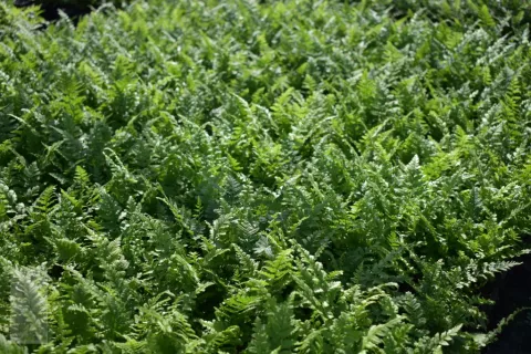 Dryopteris filix-mas (mannetjesvaren)