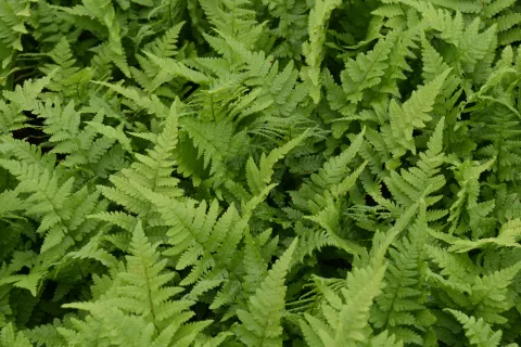 Dryopteris filix-mas (mannetjesvaren)