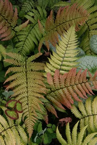 Dryopteris lepidopoda