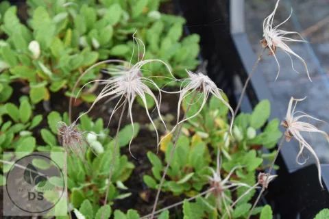 Dryas x suendermannii