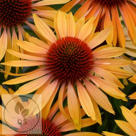 Echinacea purp. 'Big Kahuna' PBR