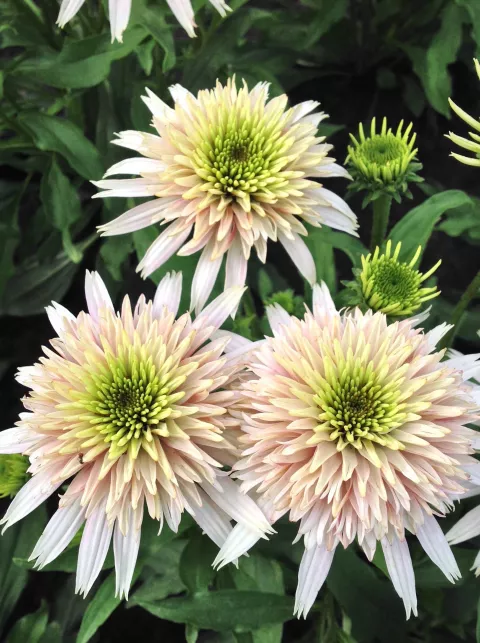 Echinacea purp. 'Cherry Fluff'