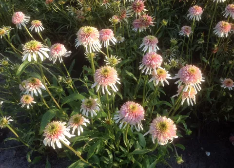 Echinacea purp. 'Cherry Fluff'