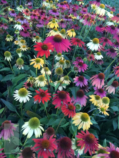 Echinacea purp. 'Cheyenne Spirit'