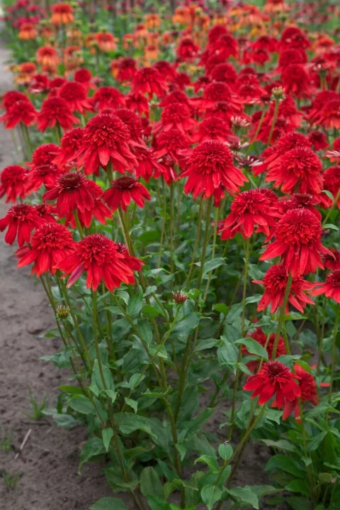 Echinacea purp. 'Eccentric'