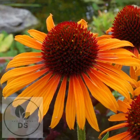 Echinacea purp. 'Flame Thrower'