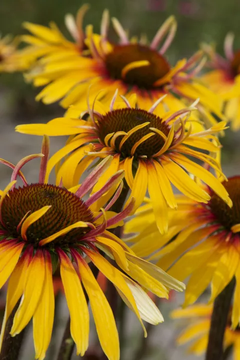 Echinacea purp. 'Funky Yellow'
