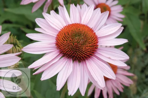 Echinacea purp. 'Hope'