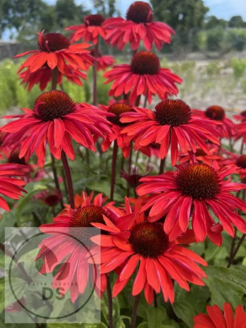 Echinacea purp. 'Hot Summer'