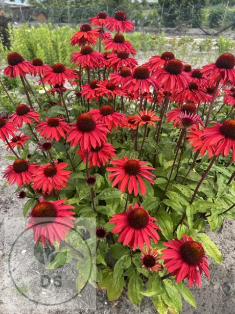 Echinacea purp. 'Hot Summer'