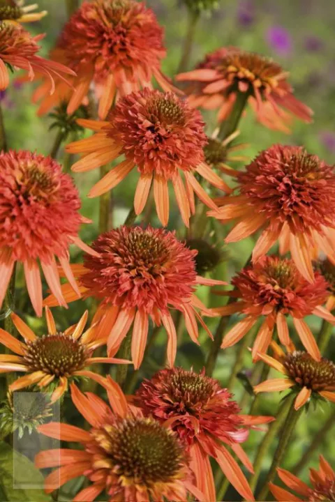 Echinacea purp. 'Irresistible'