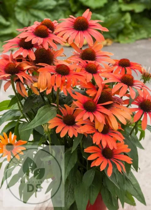 Echinacea purp. 'Julia'