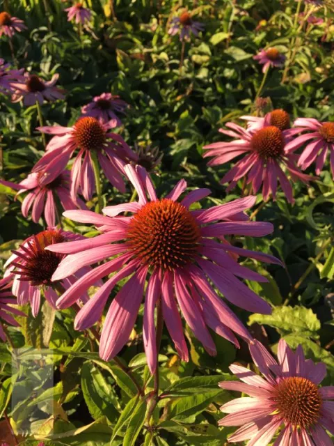 Echinacea purp. 'Leuchtstern'