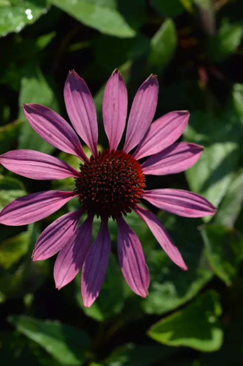 Echinacea purp. 'Little Magnus'