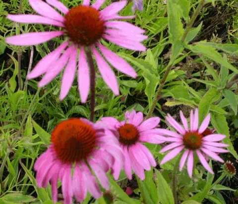 Echinacea purp. 'Magnus'