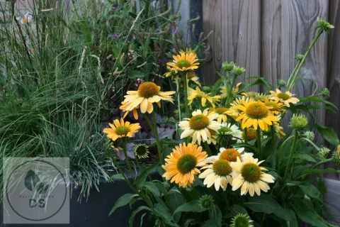 Echinacea purp. 'Mellow Yellows'