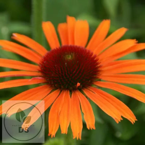 Echinacea purp. 'Orange Skipper'