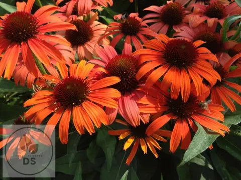 Echinacea purp. 'Orange Skipper'