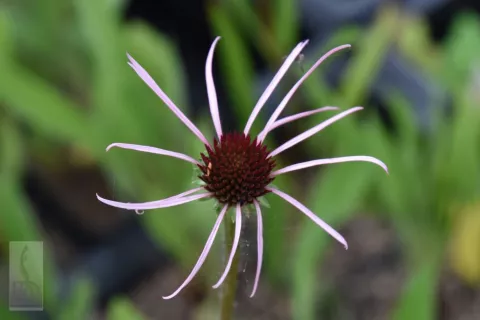 Echinacea pallida