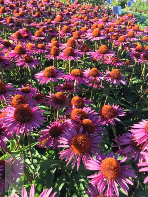 Echinacea purp. 'Picca Bella'
