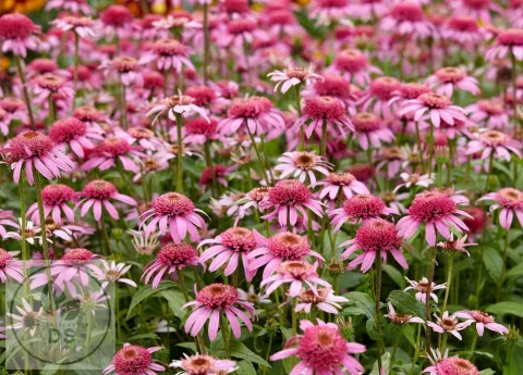Echinacea purp. 'Pink Double Delight'