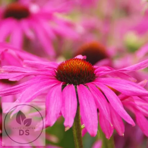 Echinacea purp. 'Purple Emperor'