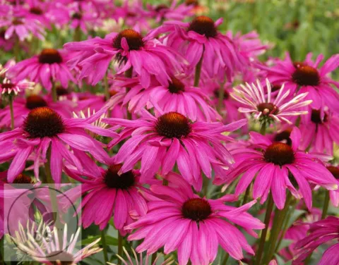 Echinacea purp. 'Purple Emperor'