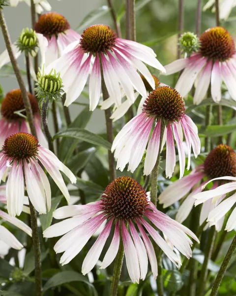Echinacea purp. 'Pretty Parasols' PBR (= JS Engeltje)
