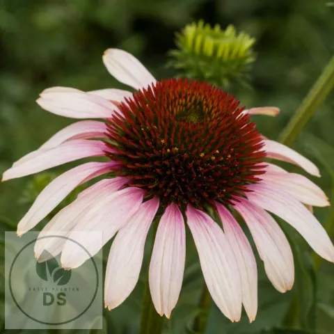 Echinacea purp. 'Pink Tip'