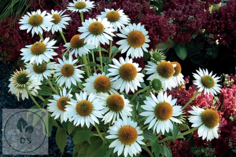 Echinacea purp. 'Purity'
