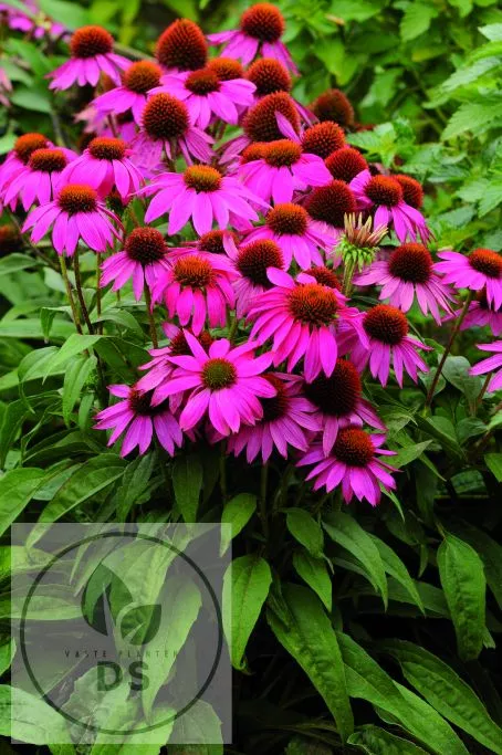 Echinacea purp. 'PowWow Wild Berry'