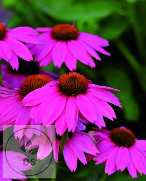 Echinacea purp. 'PowWow Wild Berry'