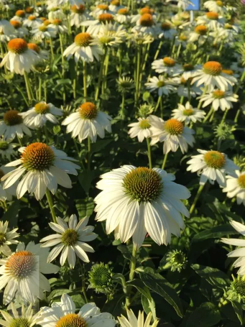 Echinacea purp. 'PowWow White'