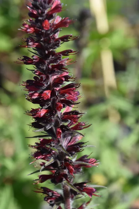 Echium amoenum 'Red Feathers'