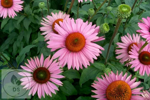 Echinacea purp. 'Ruby Giant'