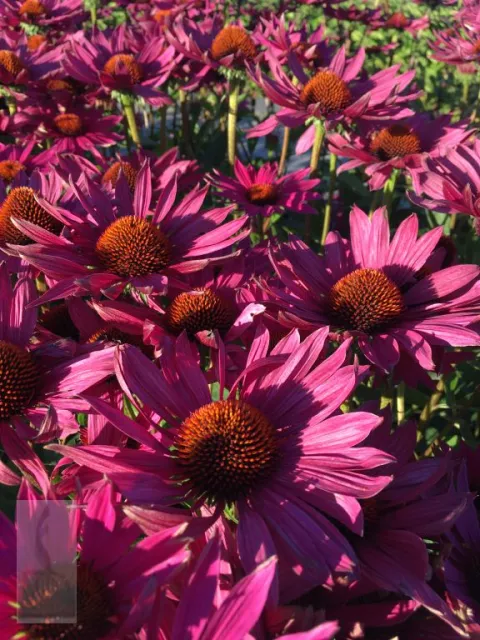 Echinacea purp. 'JS Roho' ('Robin Hood')