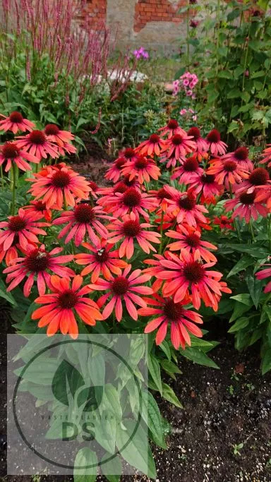 Echinacea purp. 'Red Pearl'