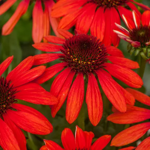 Echinacea purp. 'Red Pearl'