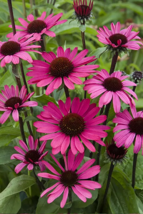 Echinacea purp. 'Summer Cloud'